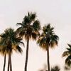 sunriseposh